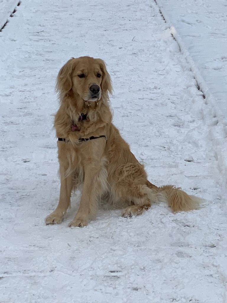 Zoey in the snow