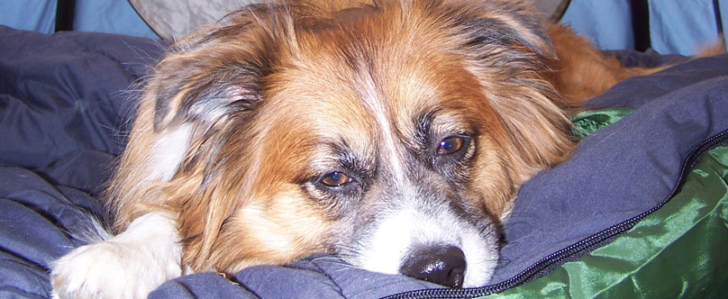 Dog in a sleeping bag