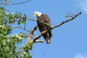 Bird Watching Deka Lake by Fishing Hwy 24 Tourist Association