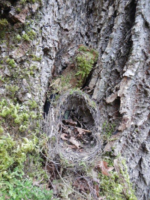 Hidden Cache on Saltspring Island