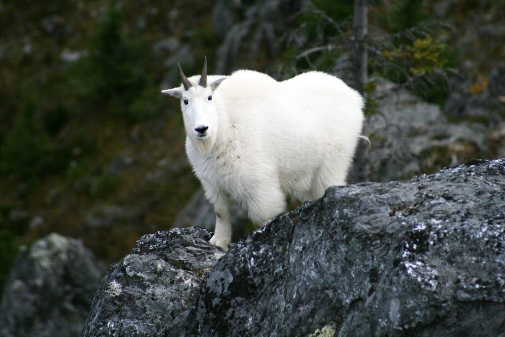 Mountain Goat Photo: Province of BC