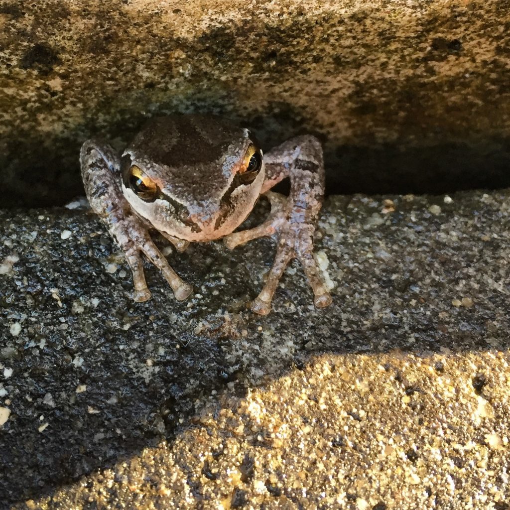 Frog at the Campsite