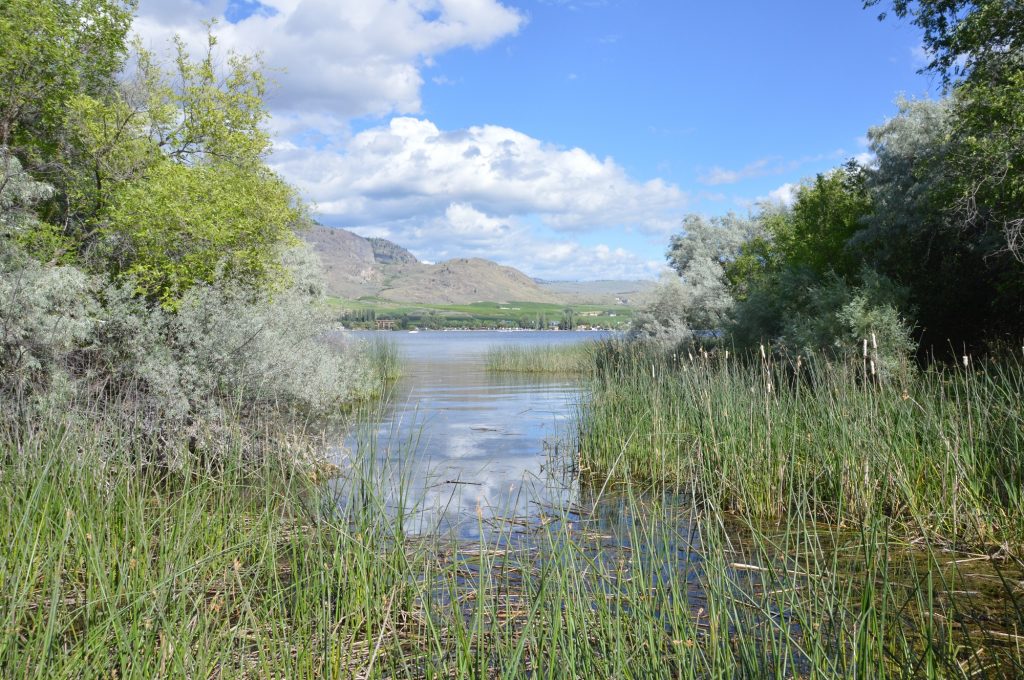 Haynes Point Wetland