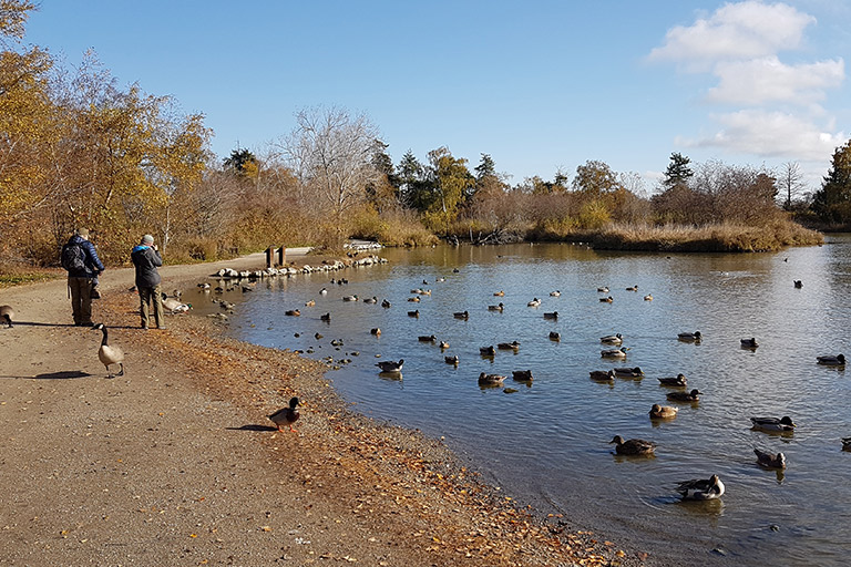 Reifel Bird Sanctuary, Delta BC