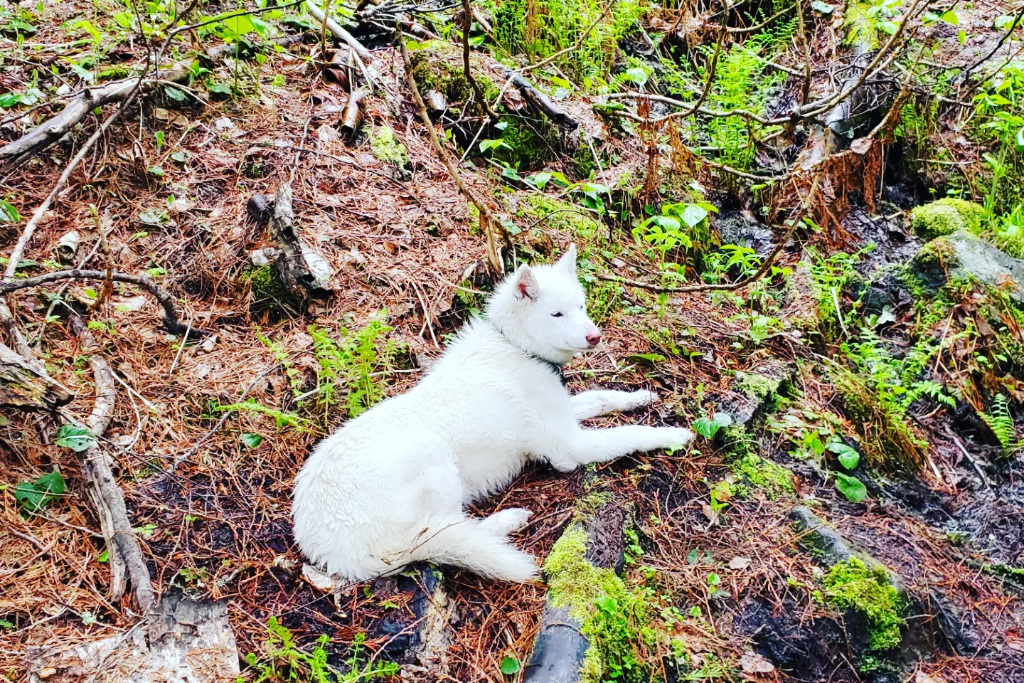 Crystal Lotus camping